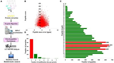 Global Profiling of N-Glycoproteins and N-Glycans in the Diatom Phaeodactylum tricornutum
